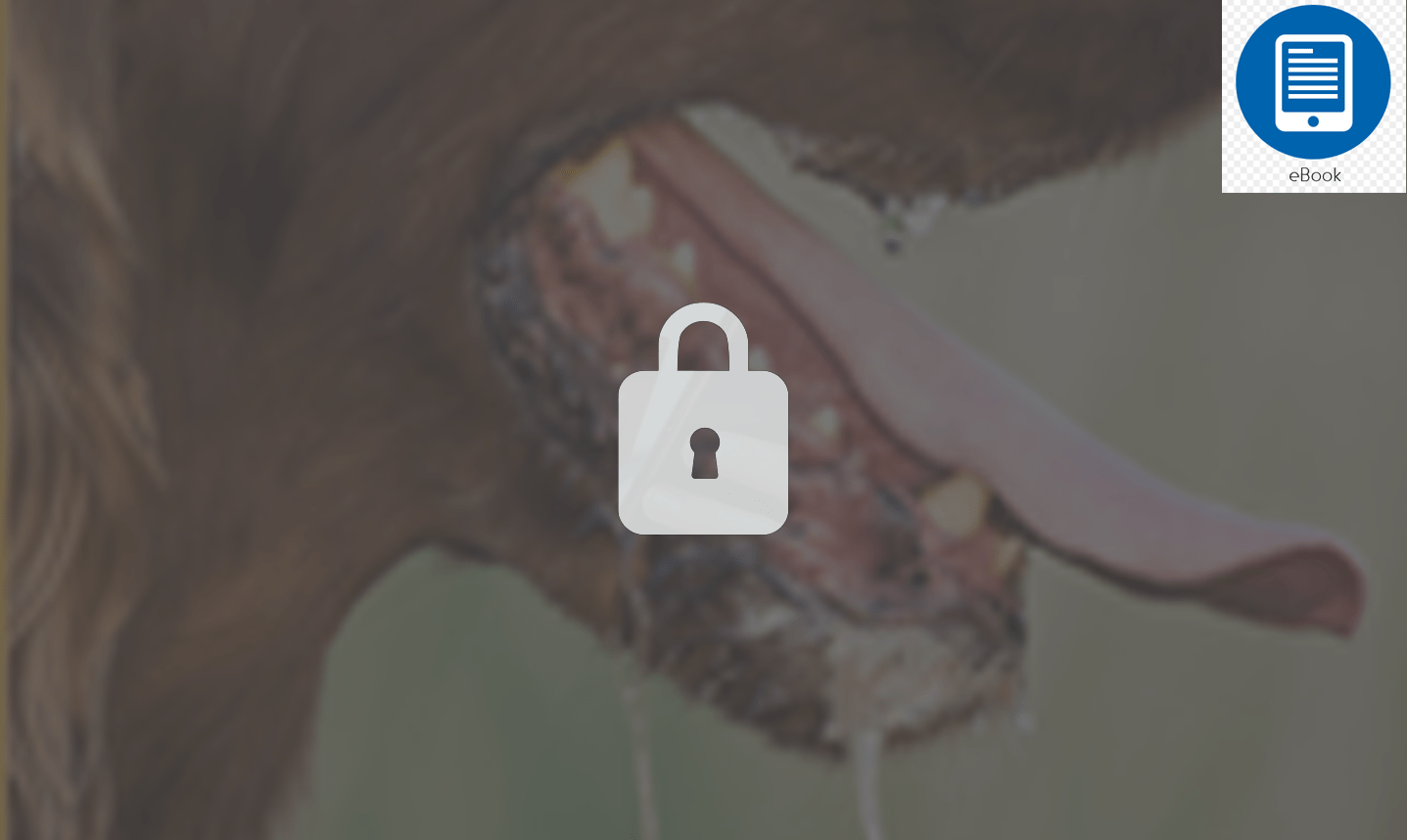 Golpe Calor Perros