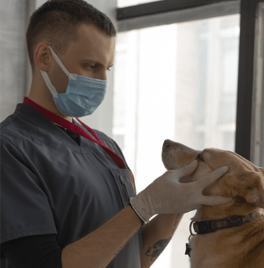 Marcos Veterinario